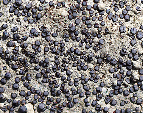 Smokey-eyed Boulder Lichen - Porpidia albocaerulescens Habitat: Growing on rock Geotagged,Porpidia,Porpidia albocaerulescens,Smokey-eyed Boulder Lichen,Spring,United States,lichen