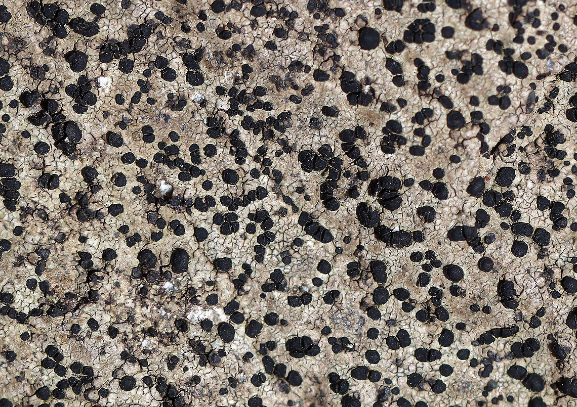 Porpidia crustulata Habitat: Growing on rock; deciduous forest<br />
<br />
**The continuous thallus suggests that it is Porpidia crustulata, but Rhizocarpon sp. is also possible.<br />
<figure class="photo"><a href="https://www.jungledragon.com/image/125960/porpidia_crustulata.html" title="Porpidia crustulata"><img src="https://s3.amazonaws.com/media.jungledragon.com/images/3232/125960_thumb.jpg?AWSAccessKeyId=05GMT0V3GWVNE7GGM1R2&Expires=1769040010&Signature=R2zd0JE%2BDdOxDYPQLGbAtrI8Q1g%3D" width="102" height="152" alt="Porpidia crustulata Habitat: Growing on rock; deciduous forest<br />
<br />
**The continuous thallus suggests that it is Porpidia crustulata, but Rhizocarpon sp. is also possible.<br />
https://www.jungledragon.com/image/125958/porpidia_crustulata.html Geotagged,Porpidia crustulata,Spring,United States" /></a></figure> Geotagged,Porpidia,Porpidia crustulata,Spring,United States,lichen