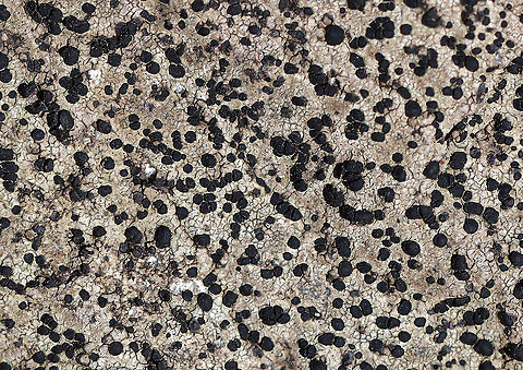 Porpidia crustulata Habitat: Growing on rock; deciduous forest

**The continuous thallus suggests that it is Porpidia crustulata, but Rhizocarpon sp. is also possible.
https://www.jungledragon.com/image/125960/porpidia_crustulata.html Geotagged,Porpidia,Porpidia crustulata,Spring,United States,lichen