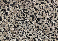 Porpidia crustulata Habitat: Growing on rock; deciduous forest<br />
<br />
**The continuous thallus suggests that it is Porpidia crustulata, but Rhizocarpon sp. is also possible.<br />
https://www.jungledragon.com/image/125960/porpidia_crustulata.html Geotagged,Porpidia,Porpidia crustulata,Spring,United States,lichen