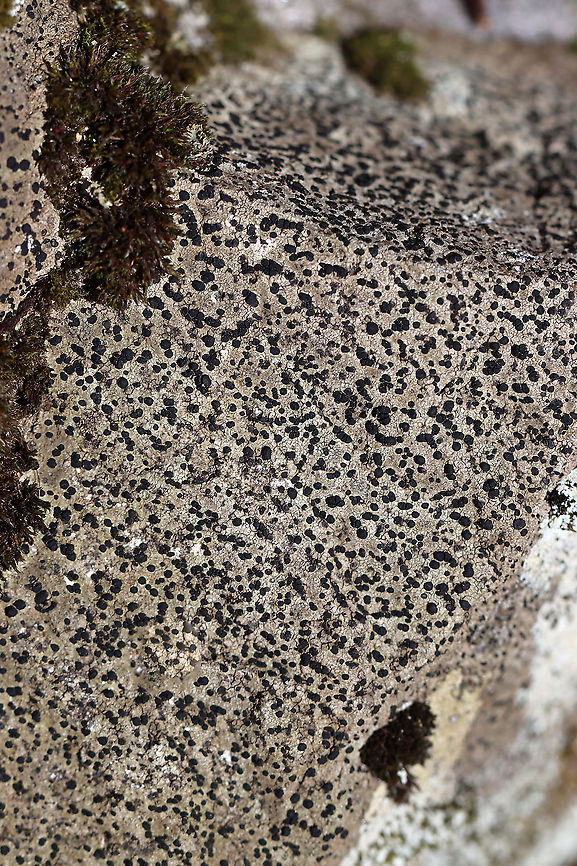 Porpidia crustulata Habitat: Growing on rock; deciduous forest<br />
<br />
**The continuous thallus suggests that it is Porpidia crustulata, but Rhizocarpon sp. is also possible.<br />
<figure class="photo"><a href="https://www.jungledragon.com/image/125958/porpidia_crustulata.html" title="Porpidia crustulata"><img src="https://s3.amazonaws.com/media.jungledragon.com/images/3232/125958_thumb.jpg?AWSAccessKeyId=05GMT0V3GWVNE7GGM1R2&Expires=1759968010&Signature=SDUGdTVVo1p3%2Fny4Ab8qTZzFQyo%3D" width="200" height="142" alt="Porpidia crustulata Habitat: Growing on rock; deciduous forest<br />
<br />
**The continuous thallus suggests that it is Porpidia crustulata, but Rhizocarpon sp. is also possible.<br />
https://www.jungledragon.com/image/125960/porpidia_crustulata.html Geotagged,Porpidia,Porpidia crustulata,Spring,United States,lichen" /></a></figure> Geotagged,Porpidia crustulata,Spring,United States