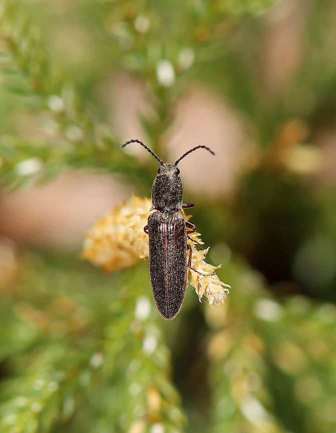 Click Beetle - Sylvanelater cylindriformis Habitat: Streamside in a mixed forest<br />
<figure class="photo"><a href="https://www.jungledragon.com/image/126113/click_beetle_-_sylvanelater_cylindriformis.html" title="Click Beetle - Sylvanelater cylindriformis"><img src="https://s3.amazonaws.com/media.jungledragon.com/images/3232/126113_thumb.jpg?AWSAccessKeyId=05GMT0V3GWVNE7GGM1R2&Expires=1769040010&Signature=qXgoJKW%2F4dFEljhwpbDgHAYJ4PA%3D" width="110" height="152" alt="Click Beetle - Sylvanelater cylindriformis Habitat: Streamside in a mixed forest<br />
https://www.jungledragon.com/image/126112/click_beetle_-_sylvanelater_cylindriformis.html Geotagged,Spring,Sylvanelater,Sylvanelater cylindriformis,United States,beetle,click beetle,elateridae" /></a></figure> Geotagged,Spring,Sylvanelater cylindriformis,United States