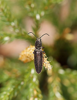 Click Beetle - Sylvanelater cylindriformis Habitat: Streamside in a mixed forest
https://www.jungledragon.com/image/126113/click_beetle_-_sylvanelater_cylindriformis.html Geotagged,Spring,Sylvanelater cylindriformis,United States