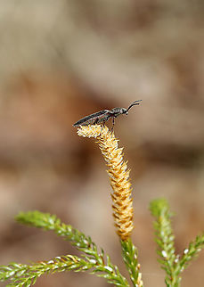 Click Beetle - Sylvanelater cylindriformis Habitat: Streamside in a mixed forest
https://www.jungledragon.com/image/126112/click_beetle_-_sylvanelater_cylindriformis.html Geotagged,Spring,Sylvanelater,Sylvanelater cylindriformis,United States,beetle,click beetle,elateridae