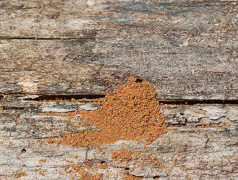 Carpenter Ant Gallery Dump Site - Camponotus sp. I always get excited when I see a tiny pile of sawdust on rotting wood. The sawdust comes from carpenter ants, who work furiously to excavate and create galleries inside the wood. Carpenter ants don&rsquo;t eat wood, but they use their jaws to tear pieces of wood out of a log when creating their galleries inside. 

They are very fastidious creatures and like to keep clean galleries, so they constantly push debris out of their living space. They cut slits in the wood, and below these slits, you'll see their dump site - little piles of sawdust. If you carefully inspect the dump pile, you will notice that it's not only made of wood shavings, but also insect parts and any other refuse that they don't want in their home. It's fun to watch these holes because every few minutes an ant will pop out and drop some debris. 

Habitat: Rotting wood; mixed forest Geotagged,Spring,United States,camponotus,carpenter ant,carpenter ant gallery,sawdust,signs of wildlife