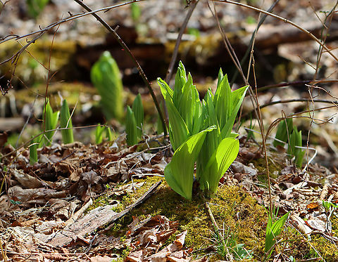 False Hellebore - Veratrum viride You don't want to mess with this plant. False hellebore is highly toxic and contains steroidal alkaloids that can be very dangerous when eaten in large enough quantities. The roots and young shoots are particularly toxic.

This plant was used by some Native American tribes to elect a new leader. All the candidates would eat the root, and the last to start vomiting would become the new leader.

Habitat: Mixed forest, floodplain American False Hellebore,Geotagged,Spring,United States,Veratrum viride