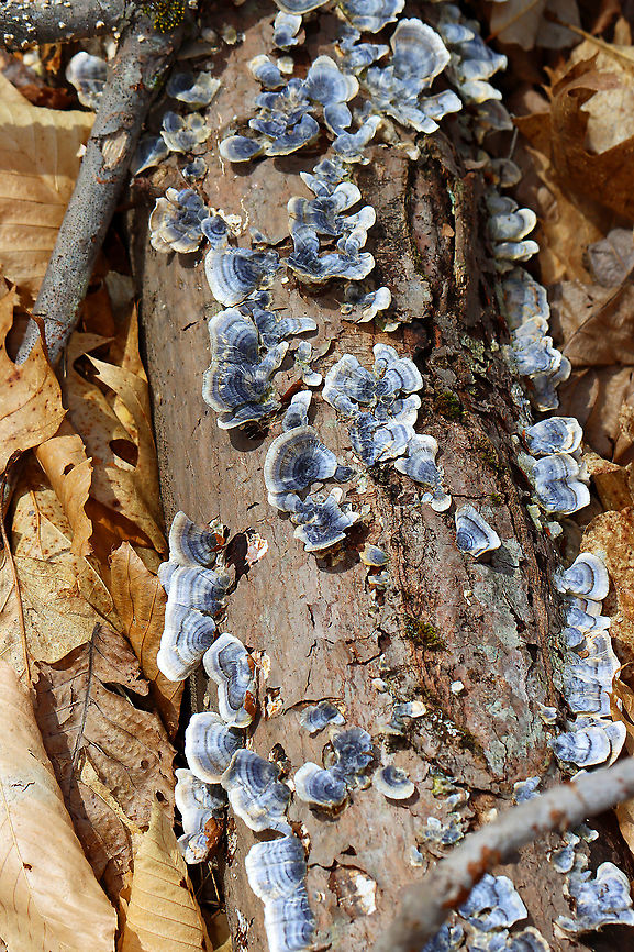 Turkey Tail - Trametes versicolor Habitat: Rotting wood; deciduous forest<br />
<figure class="photo"><a href="https://www.jungledragon.com/image/126123/turkey_tail_-_trametes_versicolor.html" title="Turkey Tail - Trametes versicolor"><img src="https://s3.amazonaws.com/media.jungledragon.com/images/3232/126123_thumb.jpg?AWSAccessKeyId=05GMT0V3GWVNE7GGM1R2&Expires=1769040010&Signature=GSRUg%2FRWGCK1q0ZkBzlXSMbsIoQ%3D" width="200" height="146" alt="Turkey Tail - Trametes versicolor Habitat: Rotting wood; deciduous forest<br />
https://www.jungledragon.com/image/126122/turkey_tail_-_trametes_versicolor.html Geotagged,Spring,Trametes versicolor,Turkey Tail,United States" /></a></figure> Geotagged,Spring,Trametes,Trametes versicolor,Turkey Tail,United State,fungus