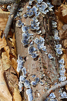 Turkey Tail - Trametes versicolor Habitat: Rotting wood; deciduous forest
https://www.jungledragon.com/image/126123/turkey_tail_-_trametes_versicolor.html Geotagged,Spring,Trametes,Trametes versicolor,Turkey Tail,United State,fungus