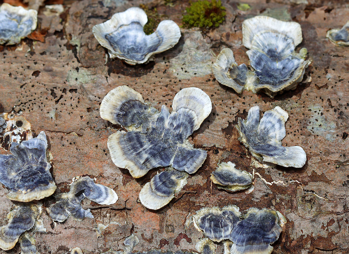 Turkey Tail - Trametes versicolor Habitat: Rotting wood; deciduous forest<br />
<figure class="photo"><a href="https://www.jungledragon.com/image/126122/turkey_tail_-_trametes_versicolor.html" title="Turkey Tail - Trametes versicolor"><img src="https://s3.amazonaws.com/media.jungledragon.com/images/3232/126122_thumb.jpg?AWSAccessKeyId=05GMT0V3GWVNE7GGM1R2&Expires=1769040010&Signature=B%2Fa11o2Sh706WLFV1GJ7YSPdXdE%3D" width="102" height="152" alt="Turkey Tail - Trametes versicolor Habitat: Rotting wood; deciduous forest<br />
https://www.jungledragon.com/image/126123/turkey_tail_-_trametes_versicolor.html Geotagged,Spring,Trametes,Trametes versicolor,Turkey Tail,United State,fungus" /></a></figure> Geotagged,Spring,Trametes versicolor,Turkey Tail,United States