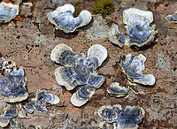Turkey Tail - Trametes versicolor Habitat: Rotting wood; deciduous forest<br />
https://www.jungledragon.com/image/126122/turkey_tail_-_trametes_versicolor.html Geotagged,Spring,Trametes versicolor,Turkey Tail,United States