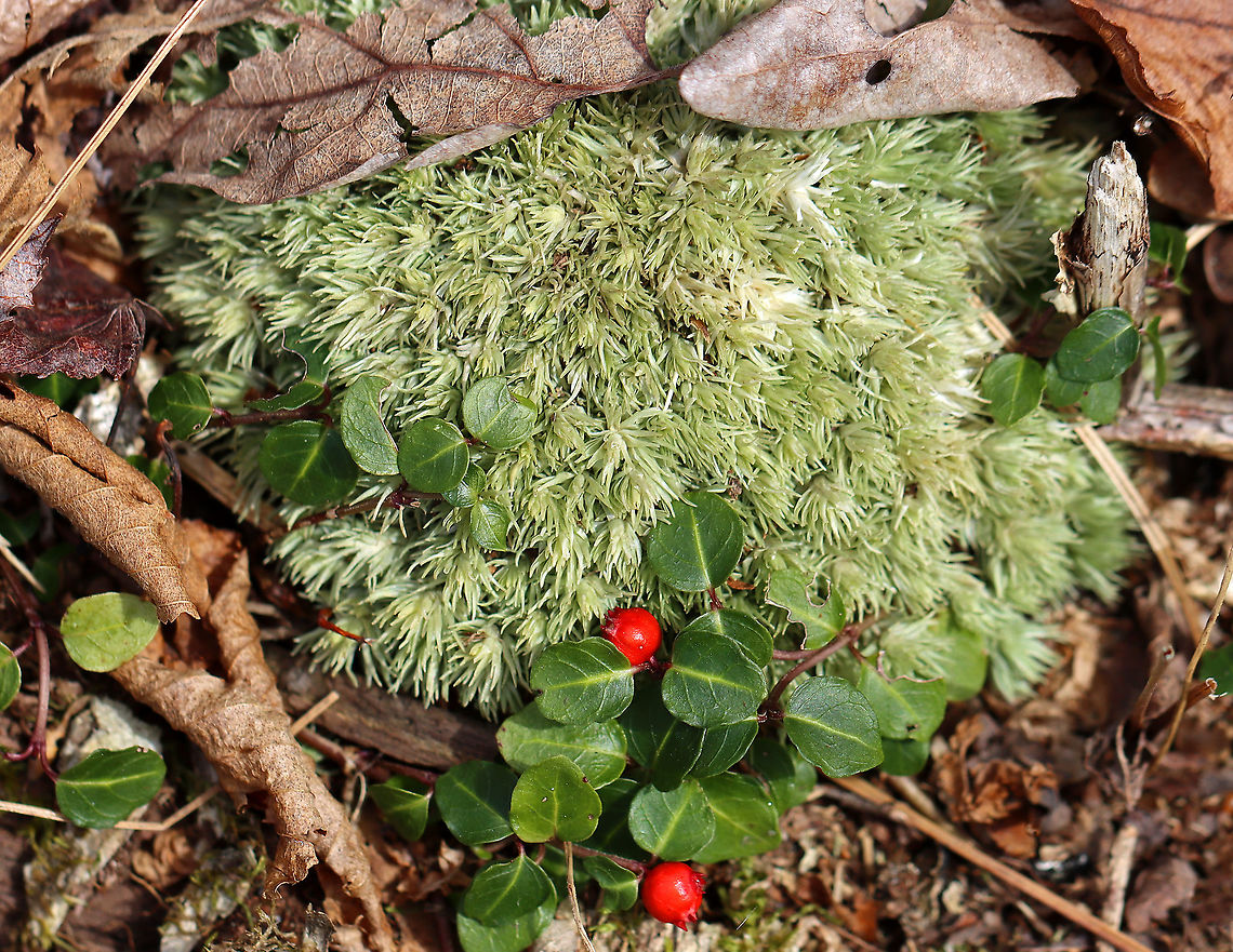 Moss - Leucobryum sp. Maybe Leucobryum albidum or Leucobryum glaucum<br />
<br />
Habitat: Growing on the ground with some Mitchella repens; mixed forest Bryophyta,Bryopsida,Geotagged,Leucobryum,Spring,United States,moss