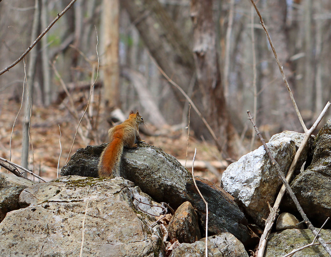 Red Squirrel - Tamiasciurus hudsonicus This squirrel was busy surveying its domain and either didn&#039;t see me or didn&#039;t care.<br />
<br />
Habitat: Deciduous forest American red squirrel,Geotagged,Sciuridae,Spring,Tamiasciurus,Tamiasciurus hudsonicus,United States,red squirrel,squirrel
