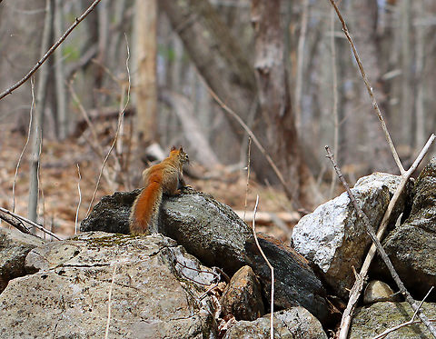Red Squirrel - Tamiasciurus hudsonicus This squirrel was busy surveying its domain and either didn't see me or didn't care.

Habitat: Deciduous forest American red squirrel,Geotagged,Sciuridae,Spring,Tamiasciurus,Tamiasciurus hudsonicus,United States,red squirrel,squirrel