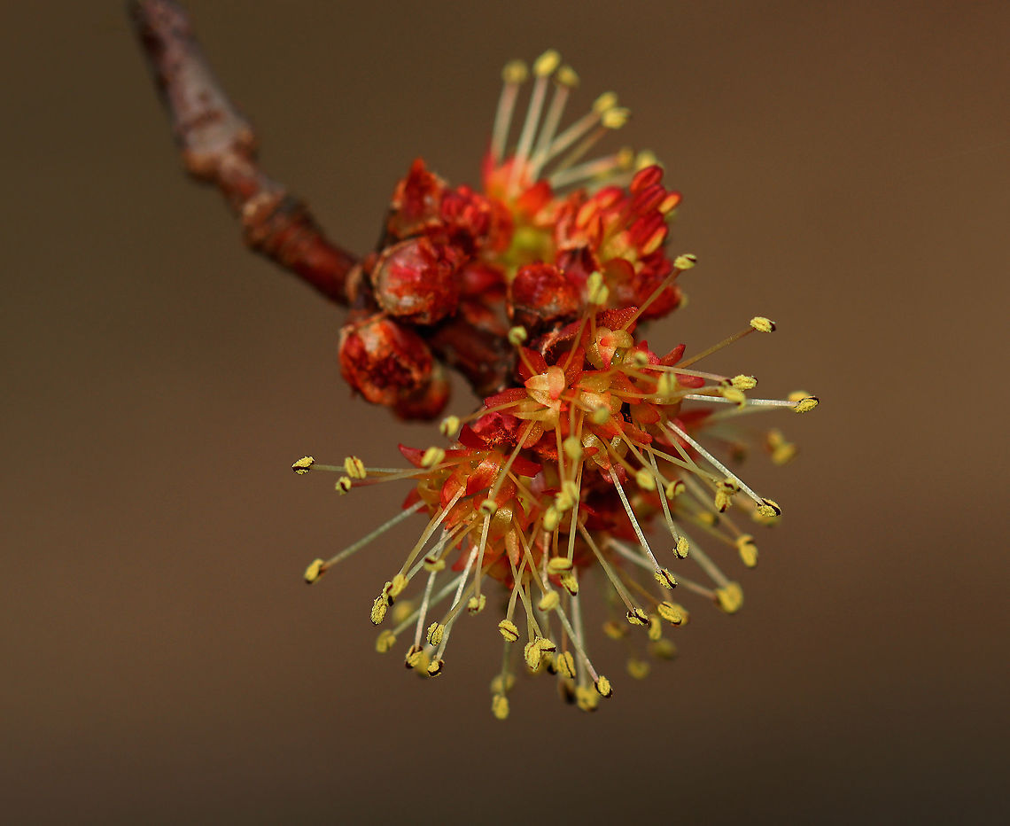 Red Maple Flowers - Acer rubrum Red maple is one of the first trees to flower in early spring. The flowers are followed by two-winged samaras, aka helicopters, which are fun to stick on your nose.<br />
<br />
Habitat: Deciduous forest Acer,Acer rubrum,Geotagged,Red Maple,Spring,United States,maple,maple flowers