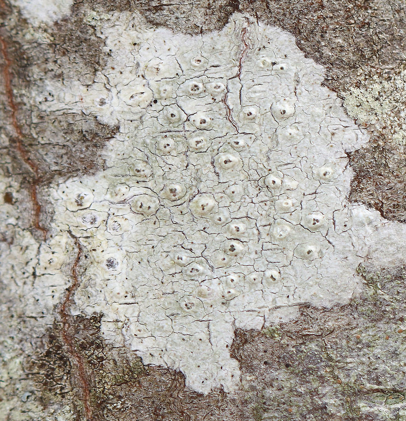 Lichen - Pertusaria sp. Habitat: Growing on a hardwood tree; deciduous forest<br />
<figure class="photo"><a href="https://www.jungledragon.com/image/126167/lichen_-_pertusaria_sp.html" title="Lichen - Pertusaria sp."><img src="https://s3.amazonaws.com/media.jungledragon.com/images/3232/126167_thumb.jpg?AWSAccessKeyId=05GMT0V3GWVNE7GGM1R2&Expires=1769040010&Signature=sVRW56SnUMPSbxuFapJHj1b0gz4%3D" width="200" height="158" alt="Lichen - Pertusaria sp. Habitat: Growing on a hardwood tree; deciduous forest<br />
https://www.jungledragon.com/image/126166/lichen_-_pertusaria_sp.html Geotagged,Pertusaria,Spring,United States,lichen" /></a></figure> Geotagged,Spring,United States