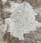 Lichen - Pertusaria sp. Habitat: Growing on a hardwood tree; deciduous forest<br />
https://www.jungledragon.com/image/126167/lichen_-_pertusaria_sp.html Geotagged,Spring,United States