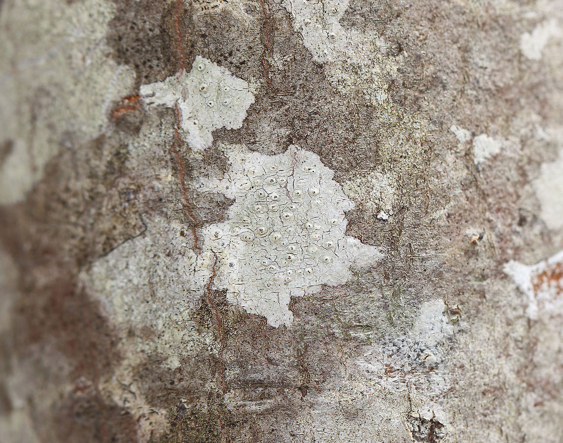Lichen - Pertusaria sp. Habitat: Growing on a hardwood tree; deciduous forest<br />
<figure class="photo"><a href="https://www.jungledragon.com/image/126166/lichen_-_pertusaria_sp.html" title="Lichen - Pertusaria sp."><img src="https://s3.amazonaws.com/media.jungledragon.com/images/3232/126166_thumb.jpg?AWSAccessKeyId=05GMT0V3GWVNE7GGM1R2&Expires=1759968010&Signature=Rs2Bzk1PhTB6hqpmOtuBulCkcvU%3D" width="148" height="152" alt="Lichen - Pertusaria sp. Habitat: Growing on a hardwood tree; deciduous forest<br />
https://www.jungledragon.com/image/126167/lichen_-_pertusaria_sp.html Geotagged,Spring,United States" /></a></figure> Geotagged,Pertusaria,Spring,United States,lichen