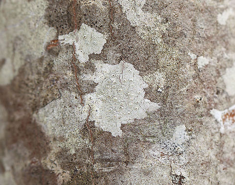 Lichen - Pertusaria sp. Habitat: Growing on a hardwood tree; deciduous forest
https://www.jungledragon.com/image/126166/lichen_-_pertusaria_sp.html Geotagged,Pertusaria,Spring,United States,lichen