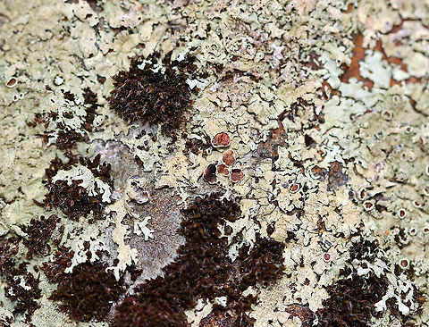 Lichen - Xanthoparmelia sp. Habitat: Growing on a large rock; deciduous forest Geotagged,Spring,United States,Xanthoparmelia,lichen