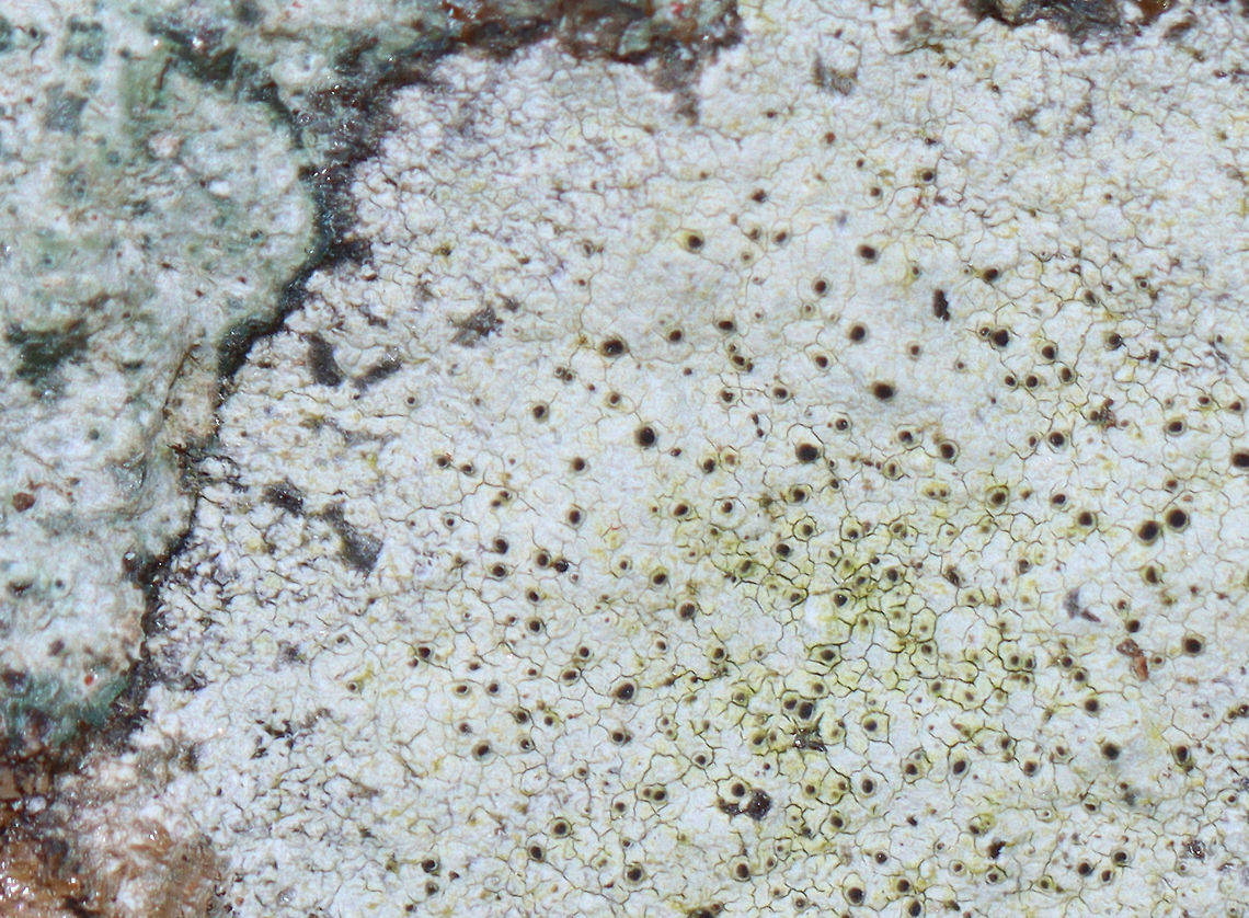 Lichen - Possibly Buellia spuria or Lecanora oreinoides Habitat: Boulder; deciduous forest<br />
<figure class="photo"><a href="https://www.jungledragon.com/image/126169/lichen_-_possibly_buellia_spuria_or_lecanora_oreinoides.html" title="Lichen - Possibly Buellia spuria or Lecanora oreinoides"><img src="https://s3.amazonaws.com/media.jungledragon.com/images/3232/126169_thumb.jpg?AWSAccessKeyId=05GMT0V3GWVNE7GGM1R2&Expires=1769040010&Signature=KE2wOY%2BtYhJhKyhG0JIQaYRj%2BkU%3D" width="200" height="148" alt="Lichen - Possibly Buellia spuria or Lecanora oreinoides Habitat: Boulder; deciduous forest<br />
https://www.jungledragon.com/image/126169/lichen_-_possibly_buellia_spuria_or_lecanora_oreinoides.html<br />
https://www.jungledragon.com/image/126171/lichen_-_possibly_buellia_spuria_or_lecanora_oreinoides.html<br />
https://www.jungledragon.com/image/126170/lichen_-_possibly_buellia_spuria_or_lecanora_oreinoides.html Buellia spuria,Geotagged,Lecanora oreinoides,Spring,United States,buellia,lecanora,lichen" /></a></figure><br />
<figure class="photo"><a href="https://www.jungledragon.com/image/126171/lichen_-_possibly_buellia_spuria_or_lecanora_oreinoides.html" title="Lichen - Possibly Buellia spuria or Lecanora oreinoides"><img src="https://s3.amazonaws.com/media.jungledragon.com/images/3232/126171_thumb.jpg?AWSAccessKeyId=05GMT0V3GWVNE7GGM1R2&Expires=1769040010&Signature=4TnhdqIk3vUB0CzI0htxJOSomZU%3D" width="200" height="160" alt="Lichen - Possibly Buellia spuria or Lecanora oreinoides Habitat: Boulder; deciduous forest<br />
https://www.jungledragon.com/image/126169/lichen_-_possibly_buellia_spuria_or_lecanora_oreinoides.html<br />
https://www.jungledragon.com/image/126171/lichen_-_possibly_buellia_spuria_or_lecanora_oreinoides.html<br />
https://www.jungledragon.com/image/126170/lichen_-_possibly_buellia_spuria_or_lecanora_oreinoides.html Geotagged,Spring,United States" /></a></figure><br />
<figure class="photo"><a href="https://www.jungledragon.com/image/126170/lichen_-_possibly_buellia_spuria_or_lecanora_oreinoides.html" title="Lichen - Possibly Buellia spuria or Lecanora oreinoides"><img src="https://s3.amazonaws.com/media.jungledragon.com/images/3232/126170_thumb.jpg?AWSAccessKeyId=05GMT0V3GWVNE7GGM1R2&Expires=1769040010&Signature=l8U2aww5pmt4EcXXSuj7TaHViPM%3D" width="114" height="152" alt="Lichen - Possibly Buellia spuria or Lecanora oreinoides Habitat: Boulder; deciduous forest<br />
https://www.jungledragon.com/image/126169/lichen_-_possibly_buellia_spuria_or_lecanora_oreinoides.html<br />
https://www.jungledragon.com/image/126171/lichen_-_possibly_buellia_spuria_or_lecanora_oreinoides.html<br />
https://www.jungledragon.com/image/126170/lichen_-_possibly_buellia_spuria_or_lecanora_oreinoides.html Geotagged,Spring,United States" /></a></figure> Buellia spuria,Geotagged,Lecanora oreinoides,Spring,United States,buellia,lecanora,lichen