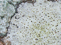 Lichen - Possibly Buellia spuria or Lecanora oreinoides Habitat: Boulder; deciduous forest<br />
https://www.jungledragon.com/image/126169/lichen_-_possibly_buellia_spuria_or_lecanora_oreinoides.html<br />
https://www.jungledragon.com/image/126171/lichen_-_possibly_buellia_spuria_or_lecanora_oreinoides.html<br />
https://www.jungledragon.com/image/126170/lichen_-_possibly_buellia_spuria_or_lecanora_oreinoides.html Buellia spuria,Geotagged,Lecanora oreinoides,Spring,United States,buellia,lecanora,lichen
