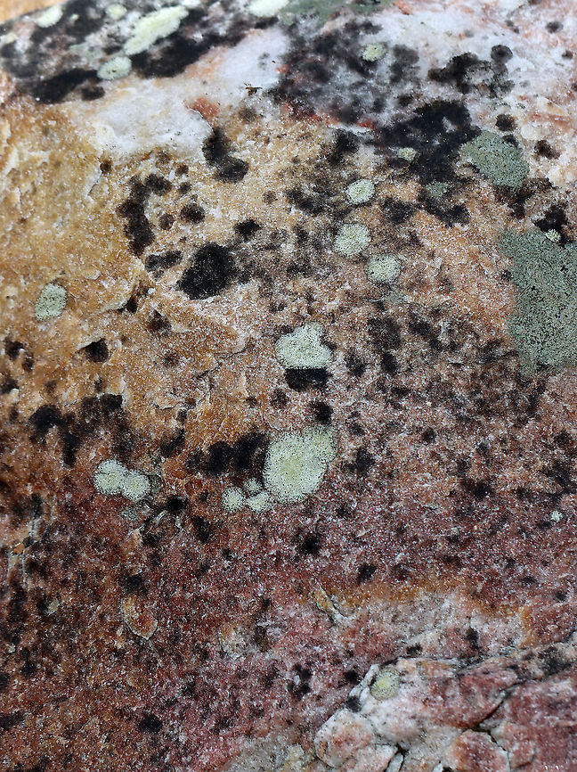 Lichen - Possibly Buellia spuria or Lecanora oreinoides Habitat: Boulder; deciduous forest<br />
<figure class="photo"><a href="https://www.jungledragon.com/image/126169/lichen_-_possibly_buellia_spuria_or_lecanora_oreinoides.html" title="Lichen - Possibly Buellia spuria or Lecanora oreinoides"><img src="https://s3.amazonaws.com/media.jungledragon.com/images/3232/126169_thumb.jpg?AWSAccessKeyId=05GMT0V3GWVNE7GGM1R2&Expires=1759968010&Signature=a66i2KICSxC1L0v5ZTegVQV%2BwjQ%3D" width="200" height="148" alt="Lichen - Possibly Buellia spuria or Lecanora oreinoides Habitat: Boulder; deciduous forest<br />
https://www.jungledragon.com/image/126169/lichen_-_possibly_buellia_spuria_or_lecanora_oreinoides.html<br />
https://www.jungledragon.com/image/126171/lichen_-_possibly_buellia_spuria_or_lecanora_oreinoides.html<br />
https://www.jungledragon.com/image/126170/lichen_-_possibly_buellia_spuria_or_lecanora_oreinoides.html Buellia spuria,Geotagged,Lecanora oreinoides,Spring,United States,buellia,lecanora,lichen" /></a></figure><br />
<figure class="photo"><a href="https://www.jungledragon.com/image/126171/lichen_-_possibly_buellia_spuria_or_lecanora_oreinoides.html" title="Lichen - Possibly Buellia spuria or Lecanora oreinoides"><img src="https://s3.amazonaws.com/media.jungledragon.com/images/3232/126171_thumb.jpg?AWSAccessKeyId=05GMT0V3GWVNE7GGM1R2&Expires=1759968010&Signature=LCQqLUGO32t7YvbpbONX7FveCgc%3D" width="200" height="160" alt="Lichen - Possibly Buellia spuria or Lecanora oreinoides Habitat: Boulder; deciduous forest<br />
https://www.jungledragon.com/image/126169/lichen_-_possibly_buellia_spuria_or_lecanora_oreinoides.html<br />
https://www.jungledragon.com/image/126171/lichen_-_possibly_buellia_spuria_or_lecanora_oreinoides.html<br />
https://www.jungledragon.com/image/126170/lichen_-_possibly_buellia_spuria_or_lecanora_oreinoides.html Geotagged,Spring,United States" /></a></figure><br />
<figure class="photo"><a href="https://www.jungledragon.com/image/126170/lichen_-_possibly_buellia_spuria_or_lecanora_oreinoides.html" title="Lichen - Possibly Buellia spuria or Lecanora oreinoides"><img src="https://s3.amazonaws.com/media.jungledragon.com/images/3232/126170_thumb.jpg?AWSAccessKeyId=05GMT0V3GWVNE7GGM1R2&Expires=1759968010&Signature=x1814ll%2BwbXqfs0wkDH1jGoJCIM%3D" width="114" height="152" alt="Lichen - Possibly Buellia spuria or Lecanora oreinoides Habitat: Boulder; deciduous forest<br />
https://www.jungledragon.com/image/126169/lichen_-_possibly_buellia_spuria_or_lecanora_oreinoides.html<br />
https://www.jungledragon.com/image/126171/lichen_-_possibly_buellia_spuria_or_lecanora_oreinoides.html<br />
https://www.jungledragon.com/image/126170/lichen_-_possibly_buellia_spuria_or_lecanora_oreinoides.html Geotagged,Spring,United States" /></a></figure> Geotagged,Spring,United States