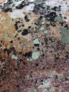 Lichen - Possibly Buellia spuria or Lecanora oreinoides Habitat: Boulder; deciduous forest
https://www.jungledragon.com/image/126169/lichen_-_possibly_buellia_spuria_or_lecanora_oreinoides.html
https://www.jungledragon.com/image/126171/lichen_-_possibly_buellia_spuria_or_lecanora_oreinoides.html
https://www.jungledragon.com/image/126170/lichen_-_possibly_buellia_spuria_or_lecanora_oreinoides.html Geotagged,Spring,United States