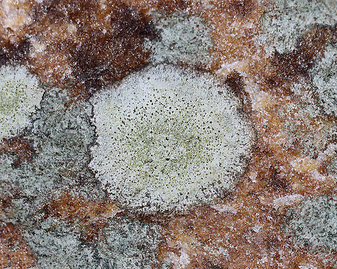 Lichen - Possibly Buellia spuria or Lecanora oreinoides Habitat: Boulder; deciduous forest
https://www.jungledragon.com/image/126169/lichen_-_possibly_buellia_spuria_or_lecanora_oreinoides.html
https://www.jungledragon.com/image/126171/lichen_-_possibly_buellia_spuria_or_lecanora_oreinoides.html
https://www.jungledragon.com/image/126170/lichen_-_possibly_buellia_spuria_or_lecanora_oreinoides.html Geotagged,Spring,United States