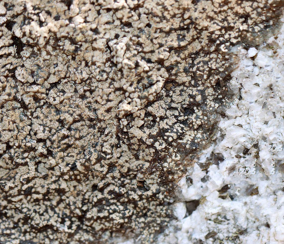 Lichen Habitat: Growing on rock; deciduous forest<br />
<figure class="photo"><a href="https://www.jungledragon.com/image/126173/lichen.html" title="Lichen"><img src="https://s3.amazonaws.com/media.jungledragon.com/images/3232/126173_thumb.jpg?AWSAccessKeyId=05GMT0V3GWVNE7GGM1R2&Expires=1759968010&Signature=S7OLi8gVQ1UxpQAC1WjI0grAPxU%3D" width="108" height="152" alt="Lichen Habitat: Growing on rock; deciduous forest<br />
https://www.jungledragon.com/image/126172/lichen.html Geotagged,Spring,United States,lichen" /></a></figure> Geotagged,Spring,United States