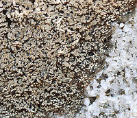 Lichen Habitat: Growing on rock; deciduous forest<br />
https://www.jungledragon.com/image/126173/lichen.html Geotagged,Spring,United States