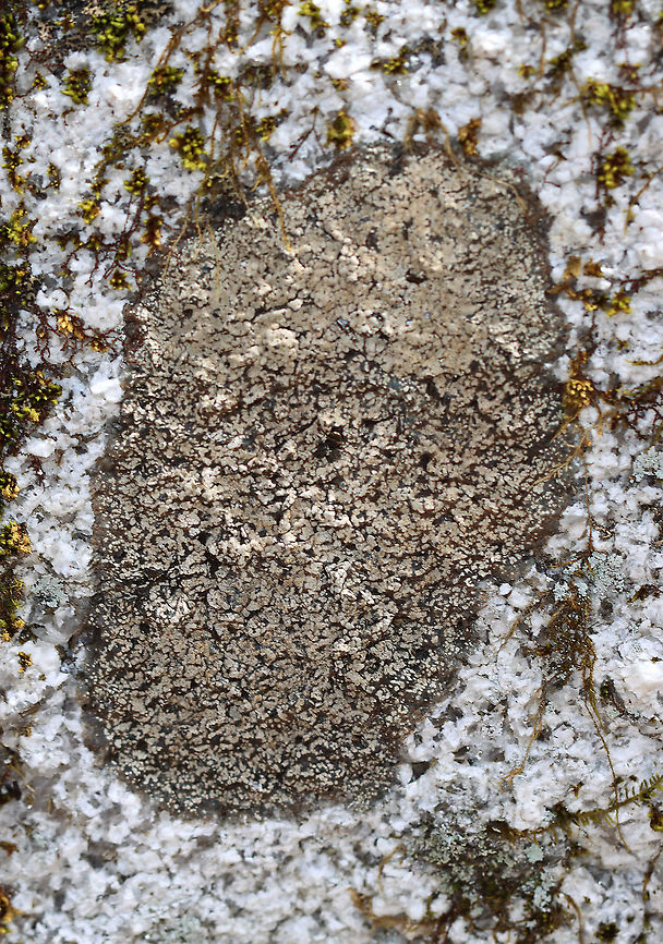 Lichen Habitat: Growing on rock; deciduous forest<br />
<figure class="photo"><a href="https://www.jungledragon.com/image/126172/lichen.html" title="Lichen"><img src="https://s3.amazonaws.com/media.jungledragon.com/images/3232/126172_thumb.jpg?AWSAccessKeyId=05GMT0V3GWVNE7GGM1R2&Expires=1759968010&Signature=V1u8TRyqzO0jQQZ5lJnwFT8jRZQ%3D" width="200" height="172" alt="Lichen Habitat: Growing on rock; deciduous forest<br />
https://www.jungledragon.com/image/126173/lichen.html Geotagged,Spring,United States" /></a></figure> Geotagged,Spring,United States,lichen