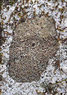 Lichen Habitat: Growing on rock; deciduous forest
https://www.jungledragon.com/image/126172/lichen.html Geotagged,Spring,United States,lichen