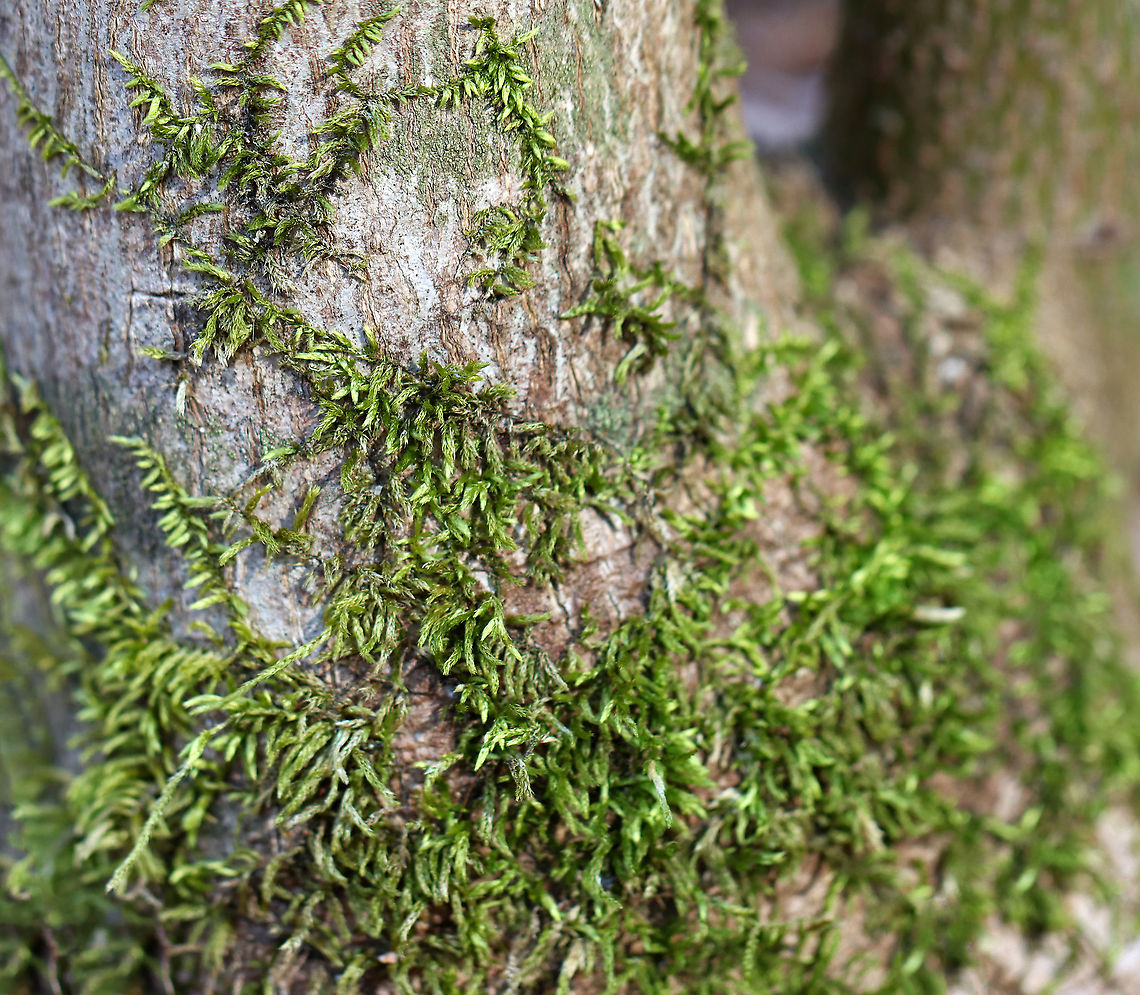 Moss - Entodon seductrix? Not sure on the ID yet.<br />
<br />
Habitat: Growing on a hardwood tree; deciduous forest Entodon,Entodon seductrix,Geotagged,Spring,United States,moss
