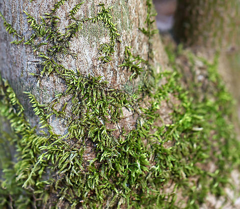 Moss - Entodon seductrix? Not sure on the ID yet.

Habitat: Growing on a hardwood tree; deciduous forest Entodon,Entodon seductrix,Geotagged,Spring,United States,moss