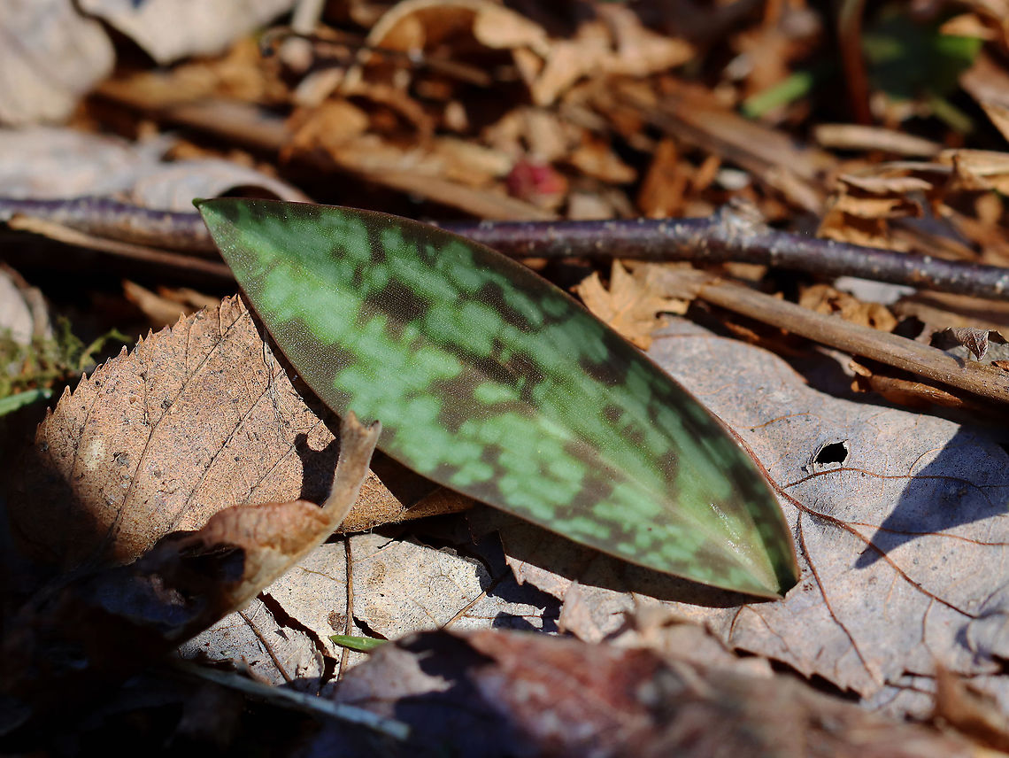 Yellow Trout Lily - Erythronium americanum Trout lily plants are characterized by their green and brown mottled leaves. These plants are too young to flower as trout lily doesn't flower for the first 4-7 years of life. Eventually, each plant will bear a solitary, nodding yellow flower. <br />
<br />
Habitat: Mixed forest Erythronium,Erythronium americanum,Geotagged,Spring,United States,Yellow trout lily,leaf,trout lily,trout lily leaf