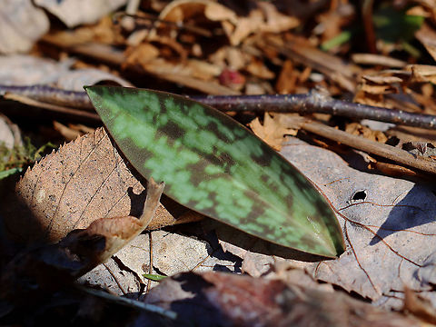 Yellow Trout Lily - Erythronium americanum Trout lily plants are characterized by their green and brown mottled leaves. These plants are too young to flower as trout lily doesn't flower for the first 4-7 years of life. Eventually, each plant will bear a solitary, nodding yellow flower. 

Habitat: Mixed forest Erythronium,Erythronium americanum,Geotagged,Spring,United States,Yellow trout lily,leaf,trout lily,trout lily leaf