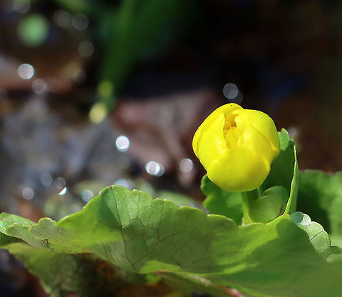 Marsh Marigold - Caltha palustris Habitat: Growing in a small stream; mixed forest Caltha,Caltha palustris,Geotagged,Marsh Marigold,Spring,United States