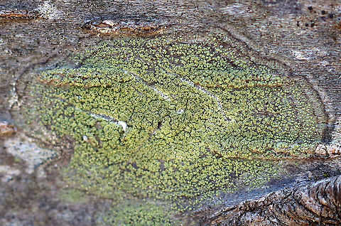 Lichen - Ropalospora viridis Habitat: Growing on a tree; mixed forest Geotagged,Ropalospora,Ropalospora viridis,Spring,United States,lichen