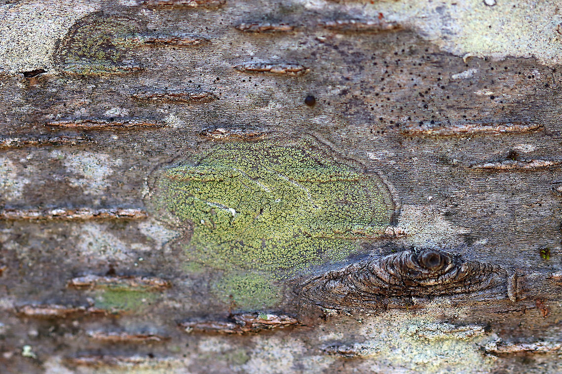 Lichen - Ropalospora viridis Habitat: Growing on a tree; mixed forest Geotagged,Ropalospora viridis,Spring,United States