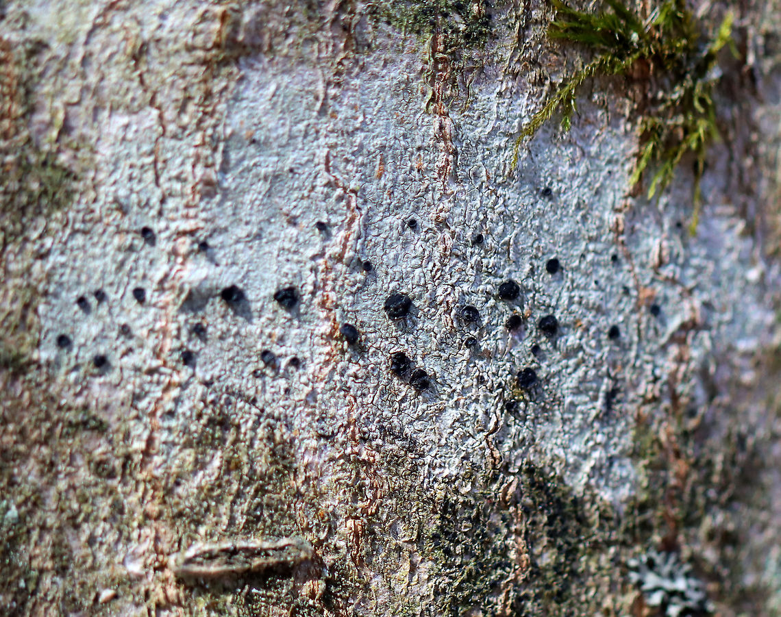 Button Lichen - Buellia stillingiana Habitat: Growing on a hardwood tree; mixed forest<br />
<figure class="photo"><a href="https://www.jungledragon.com/image/126258/button_lichen_-_buellia_stillingiana.html" title="Button Lichen - Buellia stillingiana"><img src="https://s3.amazonaws.com/media.jungledragon.com/images/3232/126258_thumb.jpg?AWSAccessKeyId=05GMT0V3GWVNE7GGM1R2&Expires=1759968010&Signature=0OswGbYFGal5WydgwfEcxBGQnwE%3D" width="200" height="134" alt="Button Lichen - Buellia stillingiana Habitat: Growing on a hardwood tree; mixed forest<br />
https://www.jungledragon.com/image/126257/button_lichen_-_buellia_stillingiana.html Buellia,Buellia stillingiana,Common Button Lichen,Geotagged,Spring,United States,lichen" /></a></figure> Buellia stillingiana,Common Button Lichen,Geotagged,Spring,United States