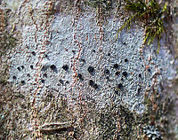 Button Lichen - Buellia stillingiana Habitat: Growing on a hardwood tree; mixed forest<br />
https://www.jungledragon.com/image/126258/button_lichen_-_buellia_stillingiana.html Buellia stillingiana,Common Button Lichen,Geotagged,Spring,United States