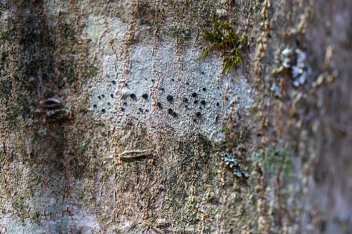 Button Lichen - Buellia stillingiana Habitat: Growing on a hardwood tree; mixed forest<br />
<figure class="photo"><a href="https://www.jungledragon.com/image/126257/button_lichen_-_buellia_stillingiana.html" title="Button Lichen - Buellia stillingiana"><img src="https://s3.amazonaws.com/media.jungledragon.com/images/3232/126257_thumb.jpg?AWSAccessKeyId=05GMT0V3GWVNE7GGM1R2&Expires=1759968010&Signature=Z23GvmWY0NEZSI1x5LZ5RQXuVvU%3D" width="200" height="160" alt="Button Lichen - Buellia stillingiana Habitat: Growing on a hardwood tree; mixed forest<br />
https://www.jungledragon.com/image/126258/button_lichen_-_buellia_stillingiana.html Buellia stillingiana,Common Button Lichen,Geotagged,Spring,United States" /></a></figure> Buellia,Buellia stillingiana,Common Button Lichen,Geotagged,Spring,United States,lichen