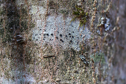 Button Lichen - Buellia stillingiana Habitat: Growing on a hardwood tree; mixed forest
https://www.jungledragon.com/image/126257/button_lichen_-_buellia_stillingiana.html Buellia,Buellia stillingiana,Common Button Lichen,Geotagged,Spring,United States,lichen