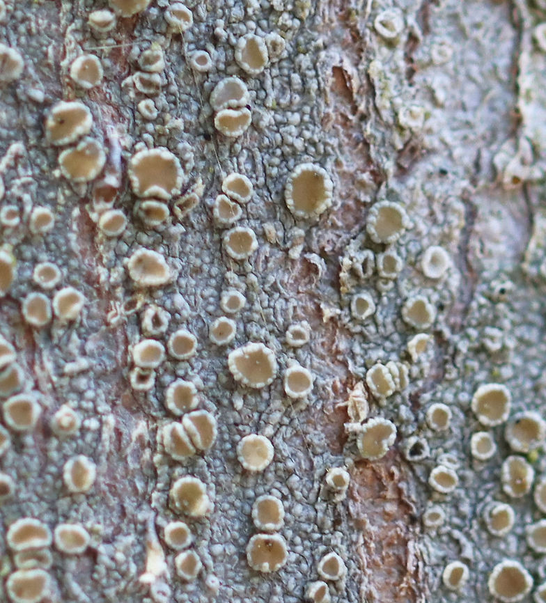 Bumpy Rim Lichen - Lecanora hybocarpa Habitat: Hardwood tree; mixed forest<br />
<figure class="photo"><a href="https://www.jungledragon.com/image/126260/bumpy_rim_lichen_-_lecanora_hybocarpa.html" title="Bumpy Rim Lichen - Lecanora hybocarpa"><img src="https://s3.amazonaws.com/media.jungledragon.com/images/3232/126260_thumb.jpg?AWSAccessKeyId=05GMT0V3GWVNE7GGM1R2&Expires=1769040010&Signature=lZNRY%2F3BiEf0soqQwONCQsTagGs%3D" width="200" height="134" alt="Bumpy Rim Lichen - Lecanora hybocarpa Habitat: Hardwood tree; mixed forest<br />
https://www.jungledragon.com/image/126259/bumpy_rim_lichen_-_lecanora_hybocarpa.html Geotagged,Lecanora,Lecanora hybocarpa,Spring,United States,bumpy rim lichen,lichen" /></a></figure> Geotagged,Lecanora hybocarpa,Spring,United States