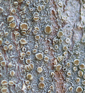 Bumpy Rim Lichen - Lecanora hybocarpa Habitat: Hardwood tree; mixed forest
https://www.jungledragon.com/image/126260/bumpy_rim_lichen_-_lecanora_hybocarpa.html Geotagged,Lecanora hybocarpa,Spring,United States