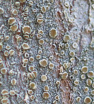 Bumpy Rim Lichen - Lecanora hybocarpa Habitat: Hardwood tree; mixed forest<br />
https://www.jungledragon.com/image/126260/bumpy_rim_lichen_-_lecanora_hybocarpa.html Geotagged,Lecanora hybocarpa,Spring,United States