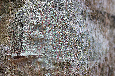 Bumpy Rim Lichen - Lecanora hybocarpa Habitat: Hardwood tree; mixed forest
https://www.jungledragon.com/image/126259/bumpy_rim_lichen_-_lecanora_hybocarpa.html Geotagged,Lecanora,Lecanora hybocarpa,Spring,United States,bumpy rim lichen,lichen