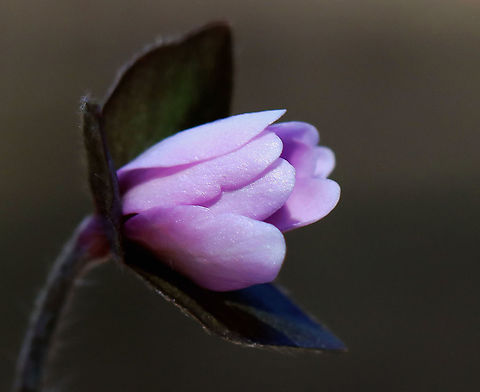 Sharp-lobed Hepatica - Anemone acutiloba An early spring wildflower with lavender flowers and 3-lobed leaves.

The word "hepatica" is derived from the Latin word for "liver", which refers to the supposed resemblance of the leaves to the liver. This resemblance led early herbalists to assume that these plants would be effective in treating liver ailments.

Habitat: Swampy, mixed forest Anemone,Anemone acutiloba,Geotagged,Sharp-lobed Hepatica,Spring,United States,hepatica