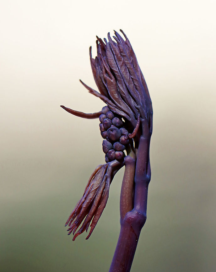 Blue Cohosh - Caulophyllum giganteum Habitat: Swampy, mixed forest Blue cohosh,Caulophyllum,Caulophyllum thalictroides,Geotagged,Spring,United States