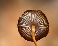 Mushroom - Mycena sp. Habitat: Growing on the ground in a small cluster; mixed forest<br />
https://www.jungledragon.com/image/126302/mushroom_-_mycena_sp.html Geotagged,Spring,United States